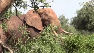 Kenya donamasai