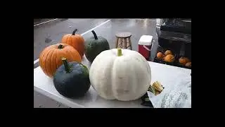 Visiting The Hernando, MS Farmer's Market