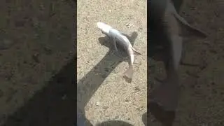 MUMBAI JETTY red snapper caught # Short # video