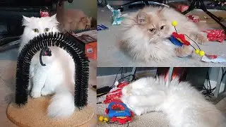 Cats Playing and Having Fun with New Toys &ndash;Perdolls and ragdoll mum!