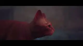 Stray i Am Speed 1/2