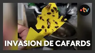 Invasion de cafards dans un immeuble pr&egrave;s de Nancy