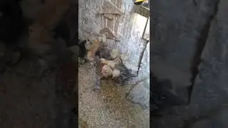 Ispenc civciler