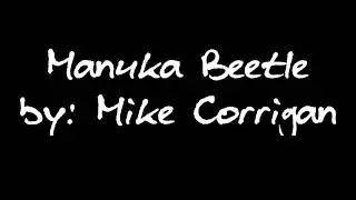 Manuka Beetle