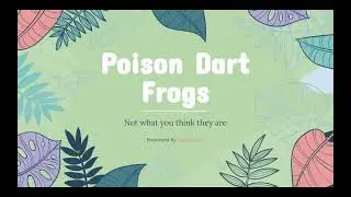 Poison Dart Frogs