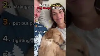 Ranking Funniest Dog Sleeps Moments #dog #shorts #sleep #funny