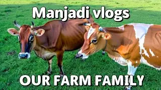 ഇവരാണ് ഞങ്ങളുടെ ഐശ്വര്യം | Meet Our Beloved Farm Cows | Manjadi Vlogs @Manjadivlogs1 