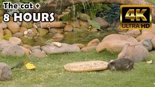 TV FOR CATS -Keep Your Cat Active & Healthy: 8-Hour Hunter Stimulation TV for Cats @Nature-4ktv 63