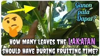 『 Ideal Number of Leaves in Lakatan Production』〘How many leaves dapat?〙