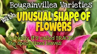 Bougainvillea Varieties with Unusual Shape of Flowers (actually it is called BRACTS)