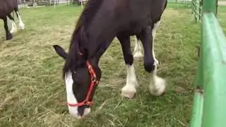 View A Foot Stomping Horse
