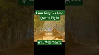 When The Queen Gets Very Angry।। Male lion vs Female lion।। Who will win?? #lion #lionattitude