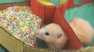 Funny Hamster Jerry in 6-Level  Round Maze