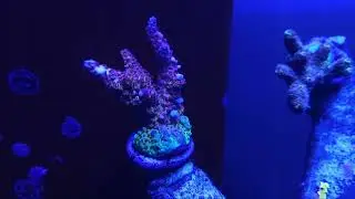 Insane PC rainbow acropora