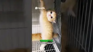 Orange Cat Behavior is Too Funny! 😂🐱 #viralvideo #shorts