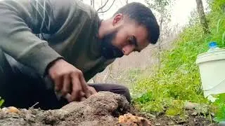 रूट रोड से पेड़ को कैसे बचाएं | Full treatment of root rot| viral video| full video|first vlog