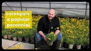 Plant Profile: Coreopsis, The Perfect Perennial