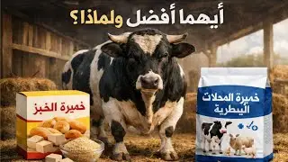 ايهما افضل خميرة الخبز ام الخميرة في المحلات البيطرية لعجول التسمين..و كيف تختار  مع د.السيد الطوخي 
