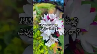 Rare flowers #youtubeshorts #viralvideo #rareflower
