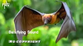 Bats flying sound effect | bats fly sound | bat sound effect | animal sound effect no copyright.