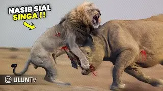 Nasib Sial Singa Saat Ingin Memangsa BADAK ‼️ Endingnya Malah Begini. Pertempuran Brutal Badak Vs