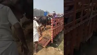 Built With Dreams, Grown With Hard Work | Inspiring Dairy Farm Journey