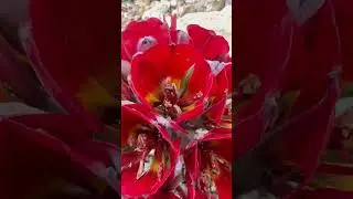 Chile's Atacama desert in bloom follow @ganderats