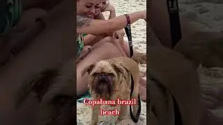 #funny #viralvideos  #brazilbeach #brazilianmusic #viraldogsvideos