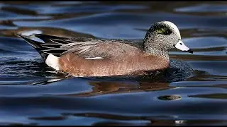 American Wigeon Ducks Eating and Swimming | at Children's Lake at Boiling Springs, Pa.