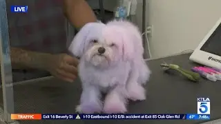 Dayna's Dog Boo Boo Gets a New Hairdo(do)
