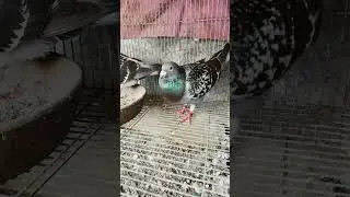 Malupit na breeders #pigeon101 #pigeon #bird #birds #kalapati #kalapatids