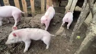 NACIERON!! Este cruce te sorprenderá LANDRACE X PIETRAE 