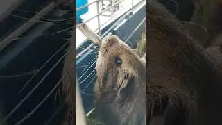Guinea pig drinking water #short