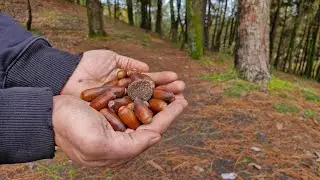 Planting Oak Trees to Restore the Ancient Hyrcanian Forests