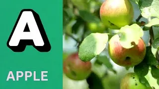 ABC Phonics Song | Alphabet letter sounds | ABC learning for toddlers | Education ABC Nursery Rhymes