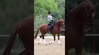 Build your Horse&rsquo;s Topline #dressagetraining #horse #dressage