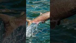fish splash water sound effect #shorts