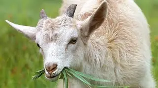 Melihat Kambing Makan Siang Di Kandang🐐