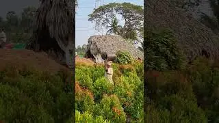 syzygium plants #viral #short #tranding