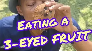 HOW to REMOVE a COCONUT from its HUSK & SHELL