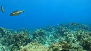 Sharpnose Puffer (Canthigaster rostrata) Discovery Bay, Jamaica
