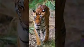 Tiger Wildlife forest animal in photography #neture#wildlife#video