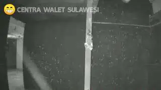 suasana Musim Cuek PAGI Sekali Keluar ! mereka pada sibuk cari makan dan Lambat pulang