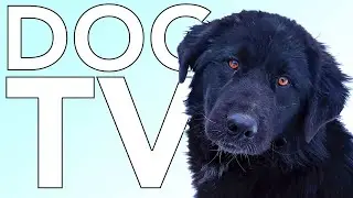 SUPER LONG DOG TV: Hours of Fun Entertainment to Relax My Dog!