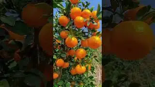 Do you know what's name of this citrus fruit?