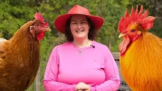 How Do Chickens Reproduce