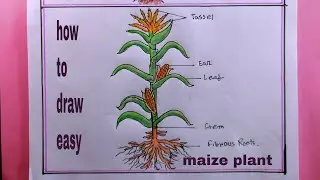 How to Draw A Maize Plant Easy/Maize Plant Drawing