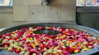 Easter Rose Fountains, Zurich (March 24-April 1, 2024)