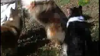 Breed All About It - Collie