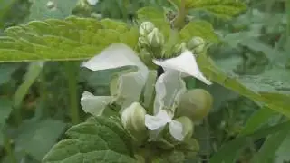 Lamium album,white nettle or white dead nettle, is a flowering plant in the family Lamiaceae